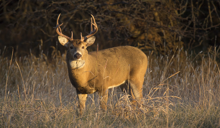 Kansas: The Gem of Prairie Deer Hunting