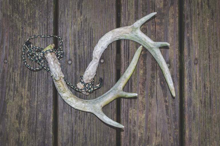 Deer Skills: Make Your Own Rattling Antlers