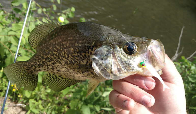 Kentucky Crappie Fishing Guide
