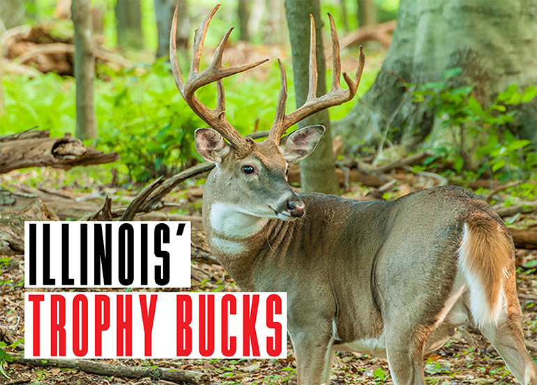 2019 Illinois archery deer pin 