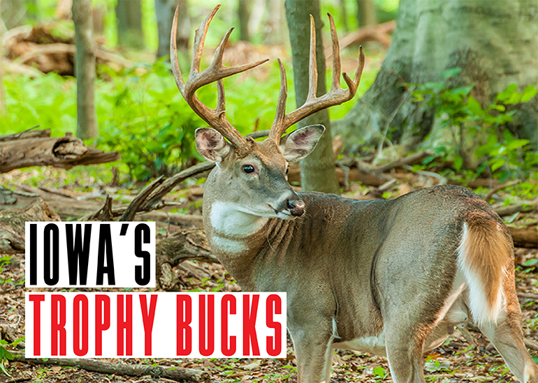 Iowa Trophy Bucks