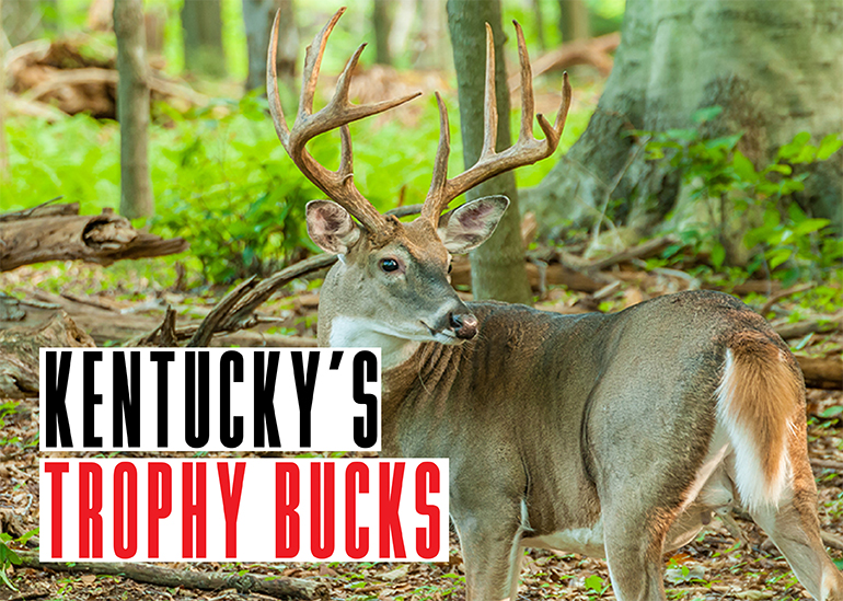 Kentucky Trophy Bucks