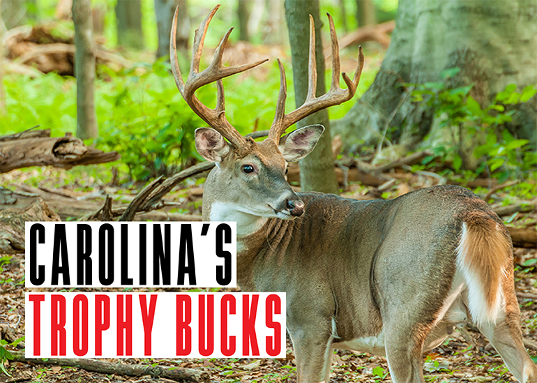 North Carolina Trophy Bucks