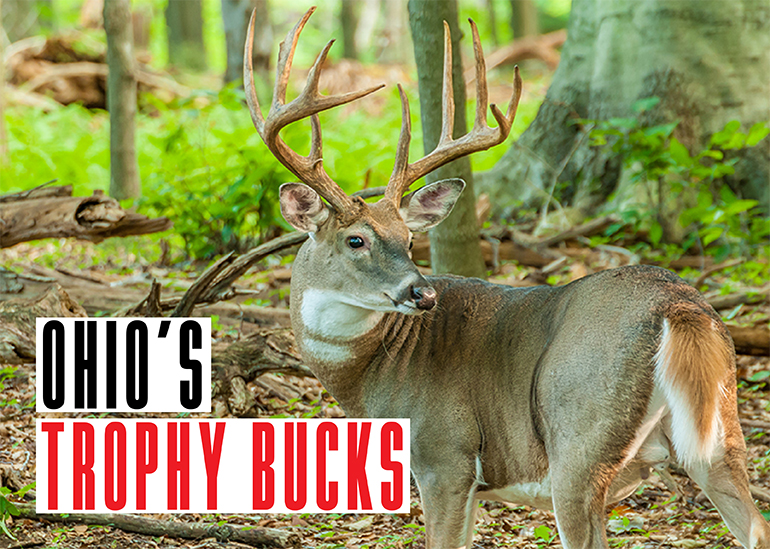 Ohio Trophy Bucks