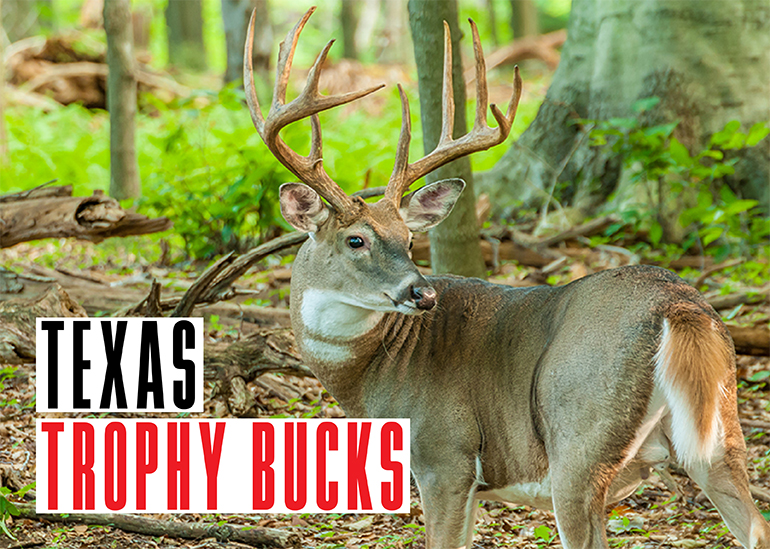 Texas Trophy Bucks