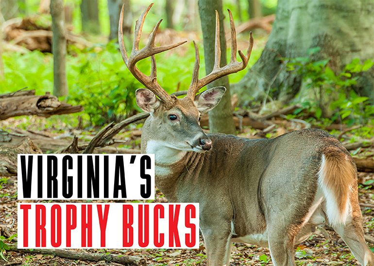 Virginia Trophy Bucks