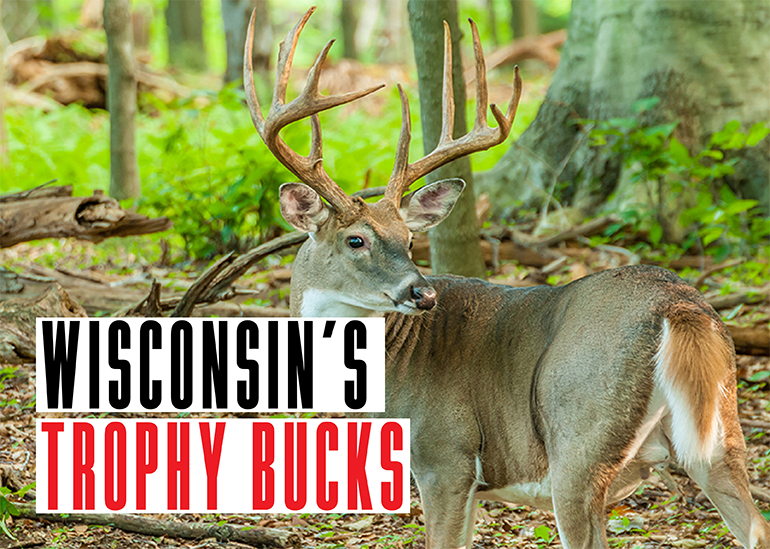 Wisconsin Trophy Bucks