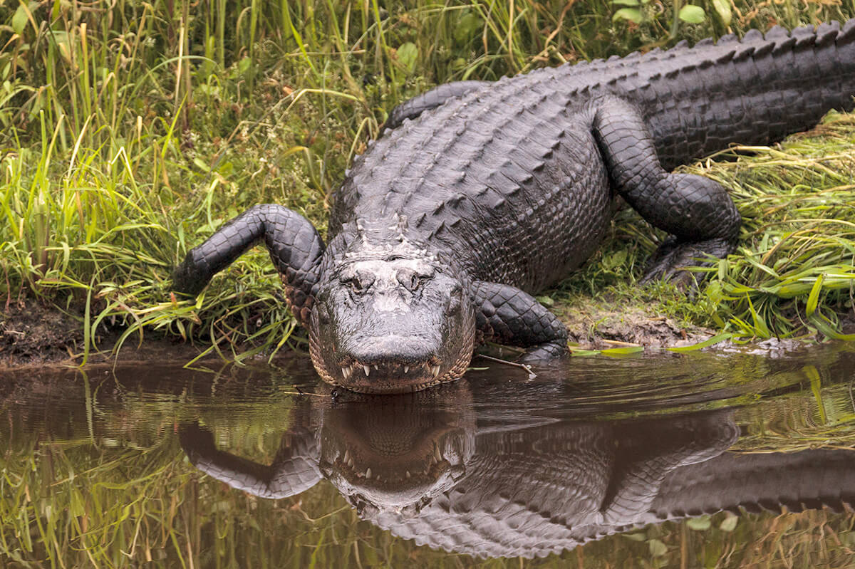 Once Endangered, the American Alligator Survived Potential Disaster Thanks to Conservation Efforts