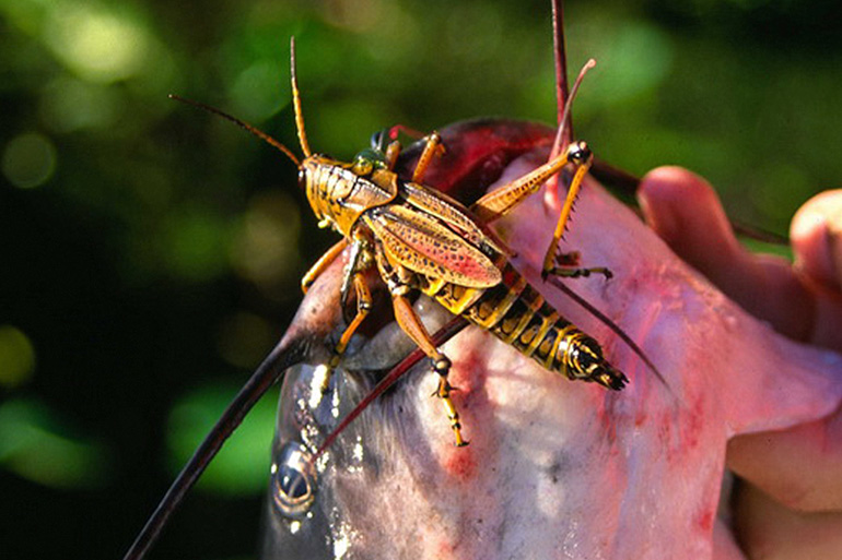 backyard grasshopper bait