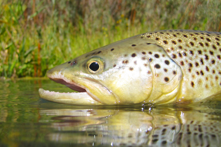 Top 3 Summer Trout Rivers in the West