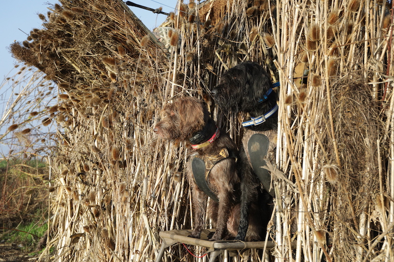 Fill Your Hunting Dog's Energy Demands