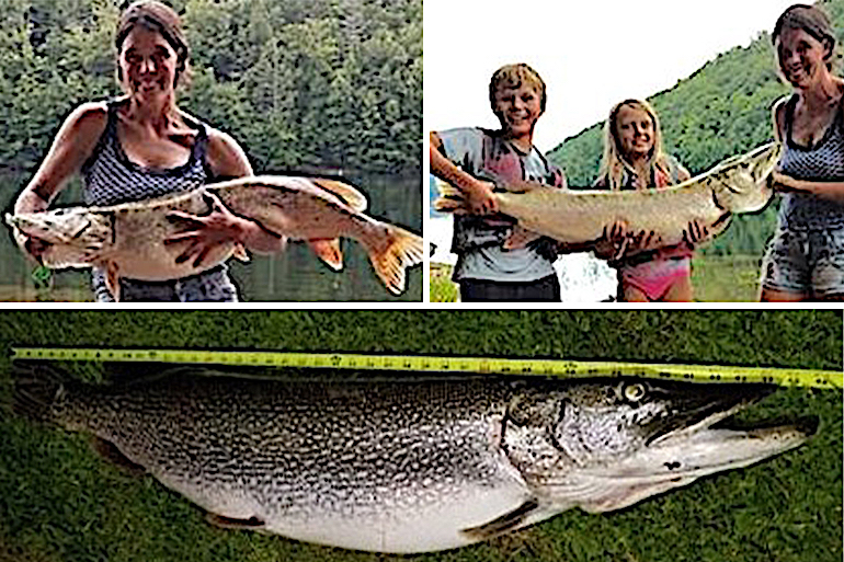 Monster Fish: Connecticut Woman Ties State Northern Pike Record