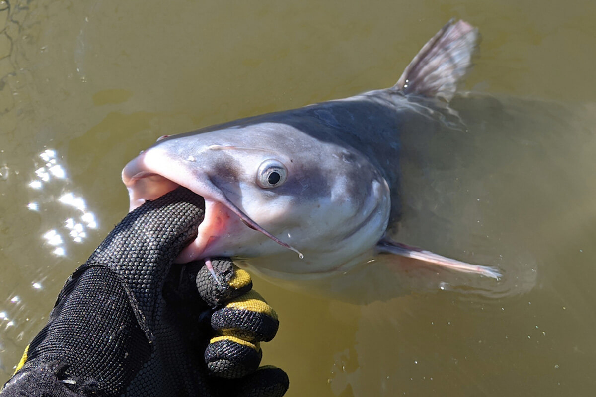 Follow Catfish Highways for Predictable Late-Summer Action