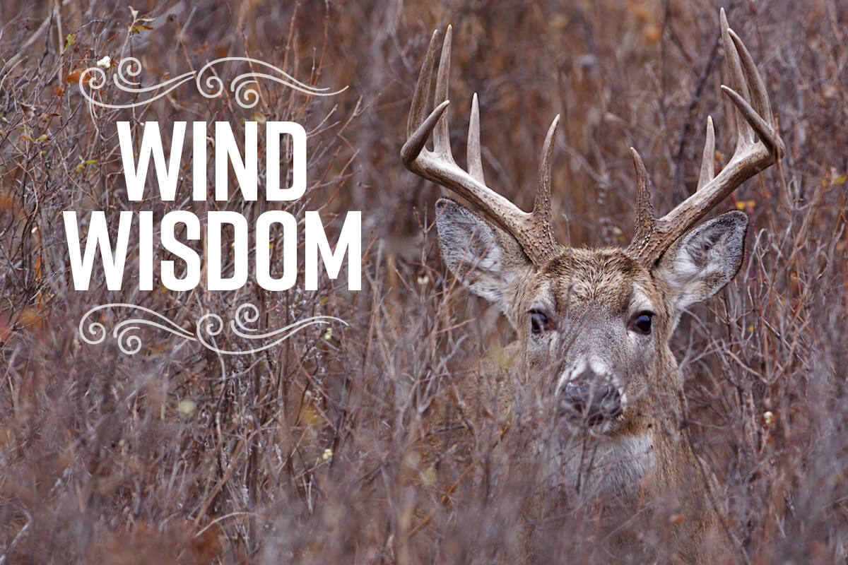 Wind and Whitetails: Should You Hunt, or Stay Home?