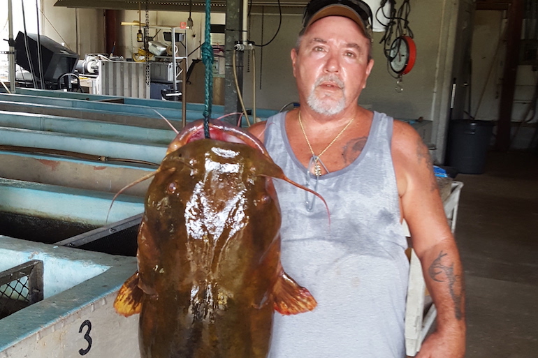 New State Record Flathead Catfish Caught in Florida