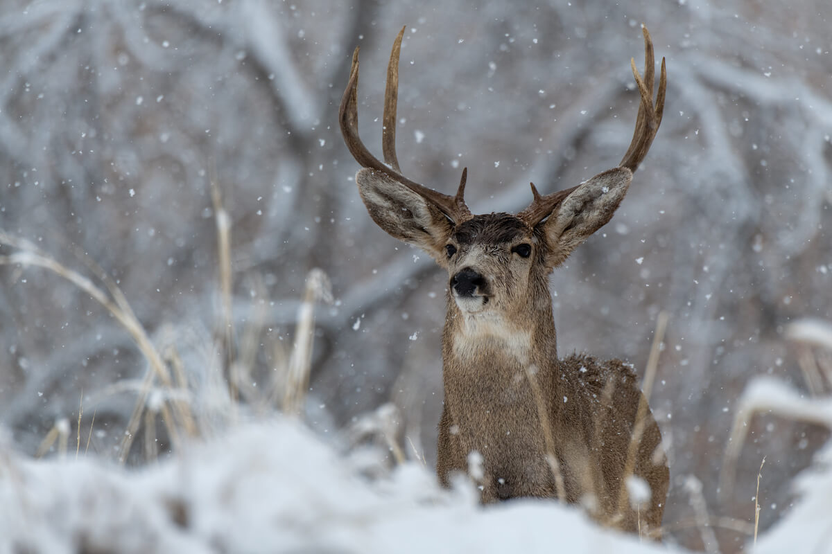 Smart Strategies During the Craziness of the Mule Deer Rut