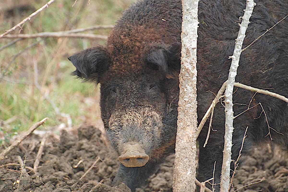 Pressured Pork: Hunting Wary Wild Pigs 