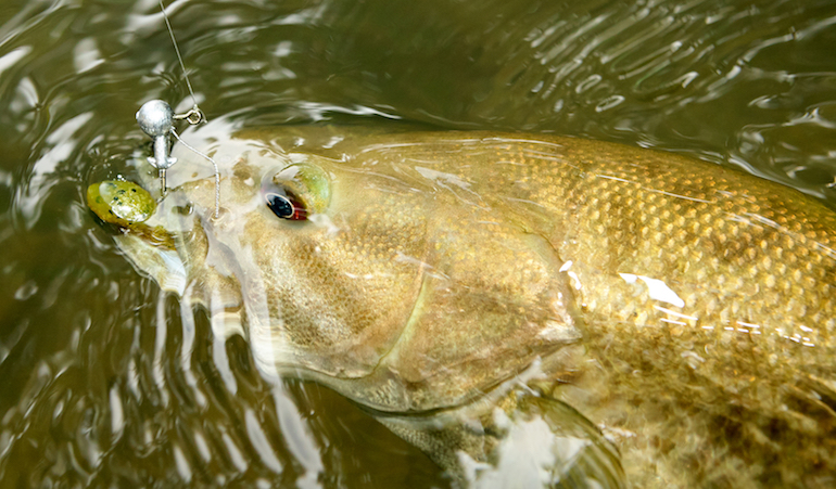Destinations: 5 River Hotspots for Smallies in Mountain State