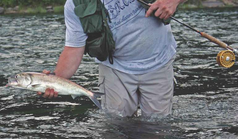 American Shad! Facts About 'Poor Man's Tarpon'