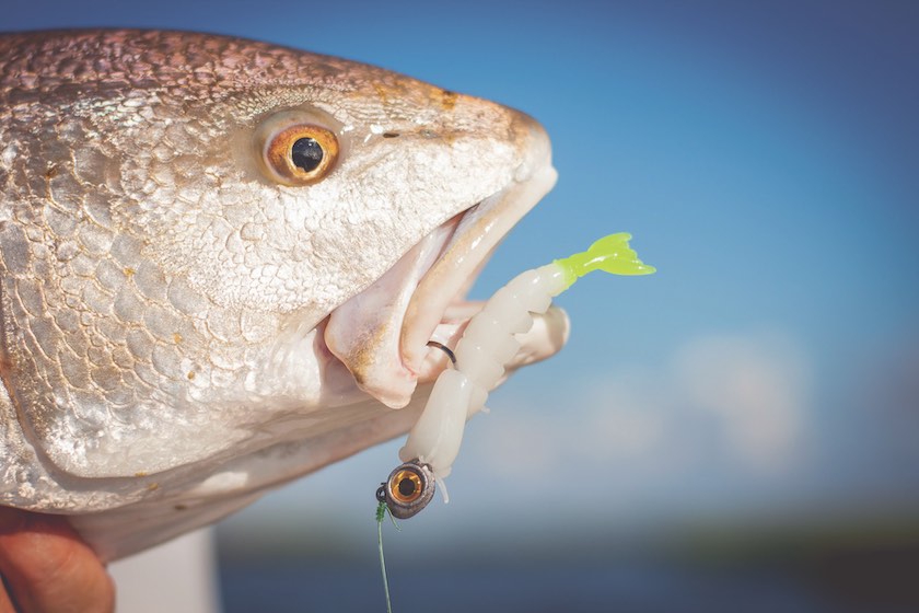 How to Work Artificial Shrimp Lures for Inshore Fishing Success