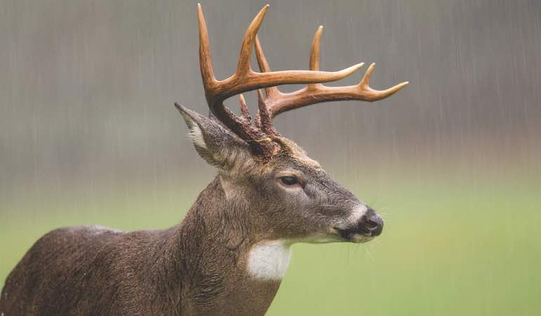 Make Bad Weather a Deer-Hunting Bonus