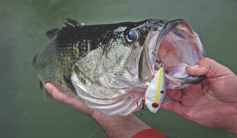 Baitfish for Bass: Search, Suspend or Sink Crankbaits
