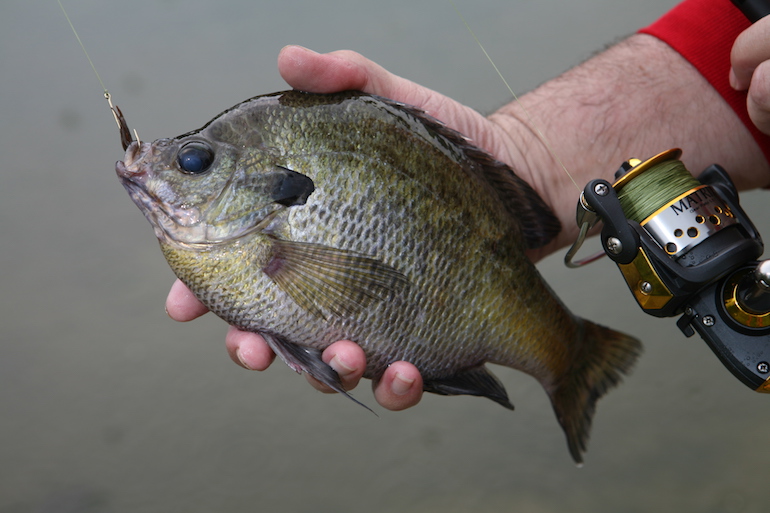 Find and Fish Bluegill Beds Efficiently