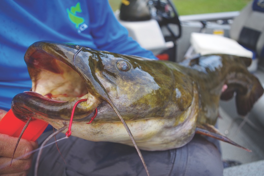 Catfishing Rigs: Finesse and Drift Tactics for Big Cats
