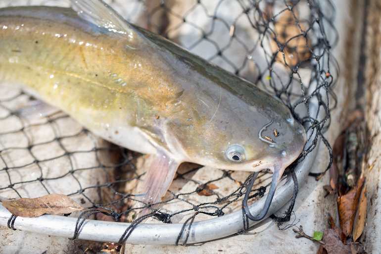 Midwest Hotspots for Channel Catfish