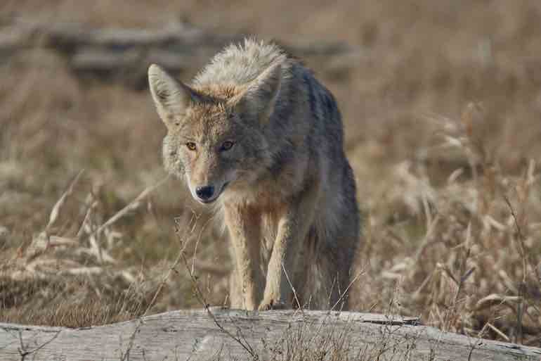 Put the Freeze on Cold-Weather Coyotes