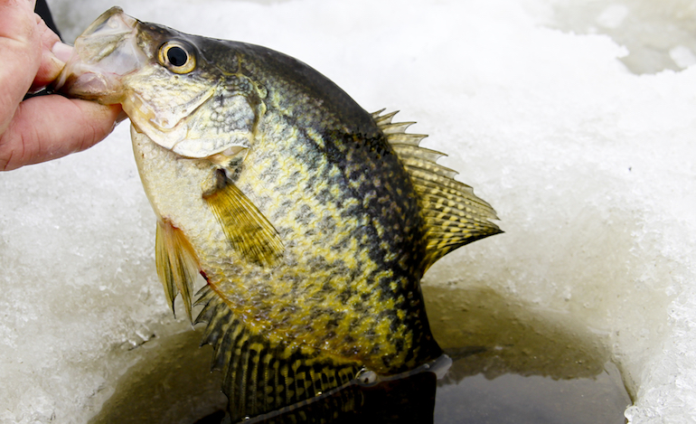 Late Ice Crappie