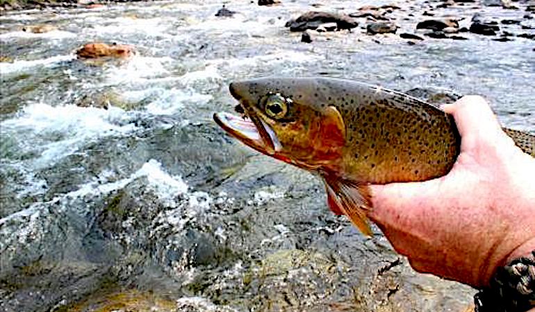 The Trout of Lewis & Clark