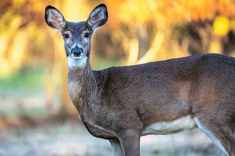Commercial CWD Test for Deer Scents Available, in Wide Use