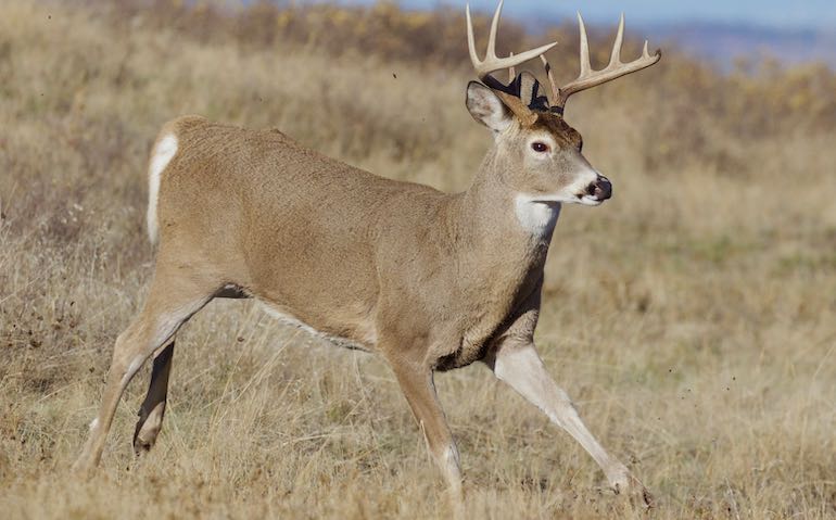 Deer Urine Based Scent Products Banned