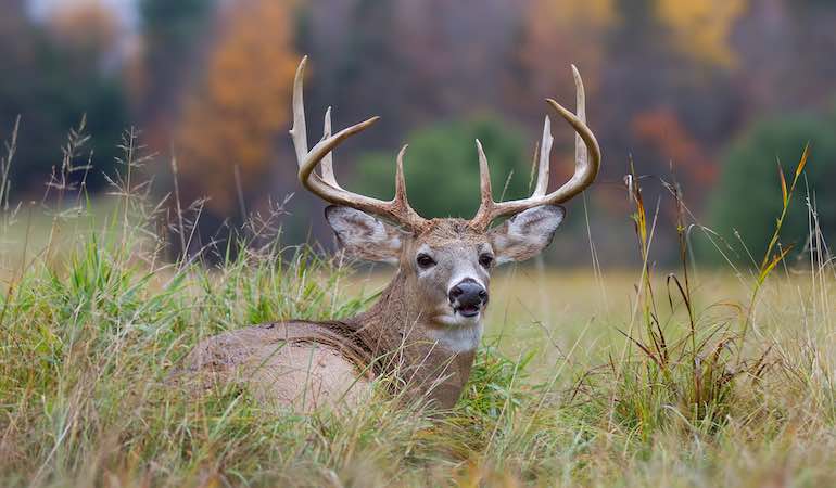 8 Deer Vocalizations You Must Master