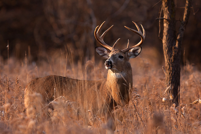Your Countdown to Deer Hunting Season