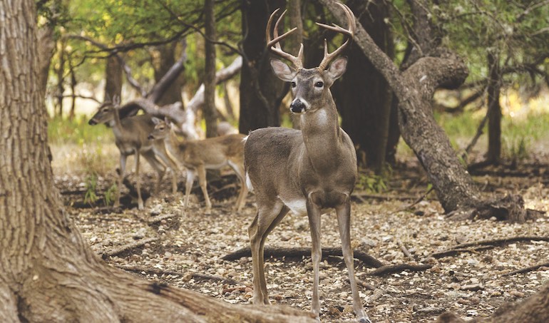 Follow Falling Acorns to Find More Whitetails
