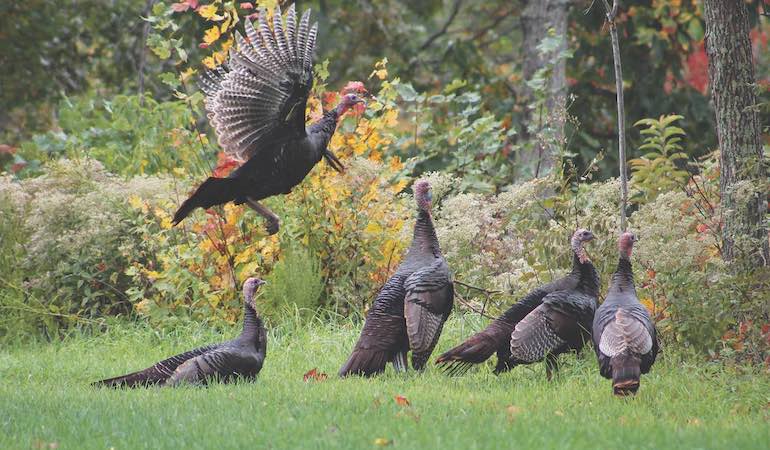 Bucket List: Fall Turkey Hunting of Your Life