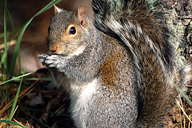 Double Down Tactics for Your Best Squirrel Hunt