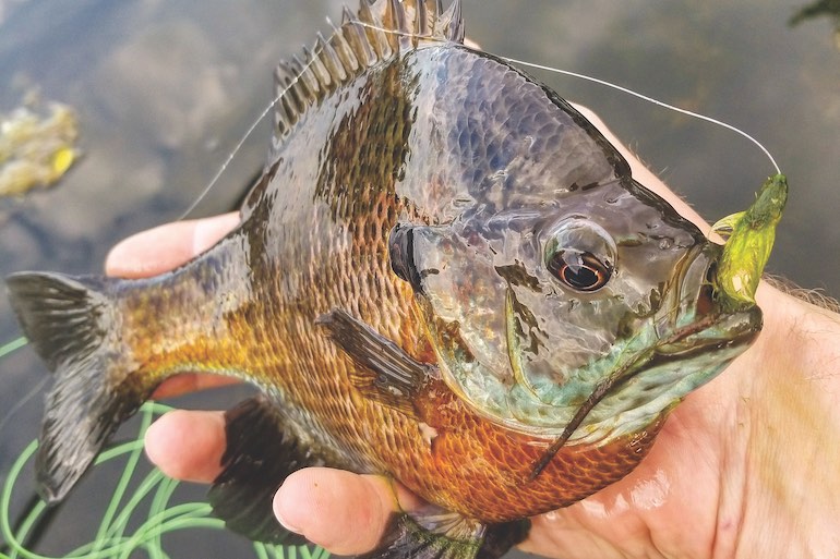 Where Have All the Big Bluegills Gone?