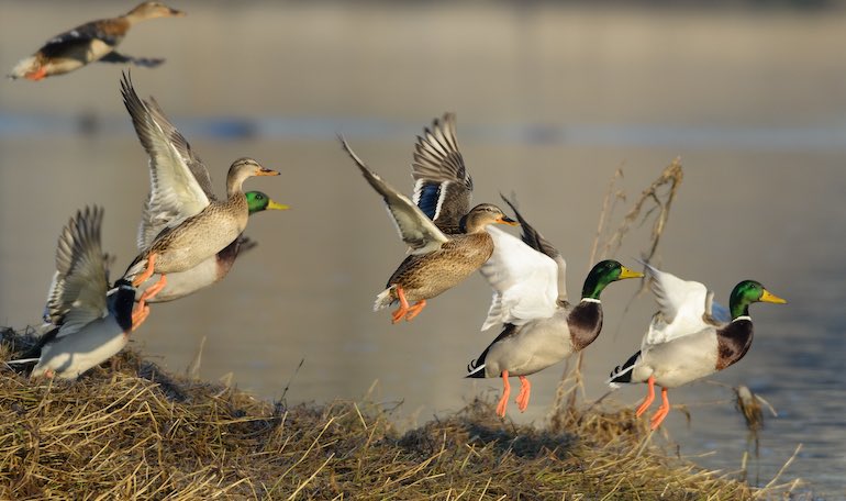 USFWS 2019 Duck Population Status Report