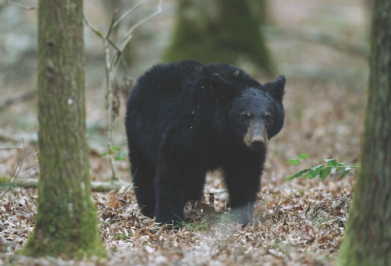 Eastern U.S. Bear Report 2019