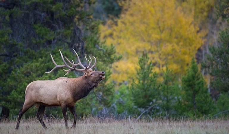 Tips For Living In Elk Country