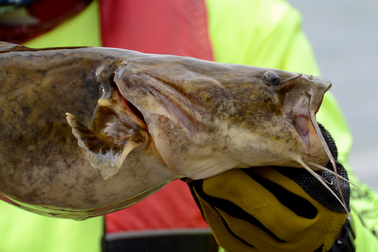 Flathead Catfish for the Plate