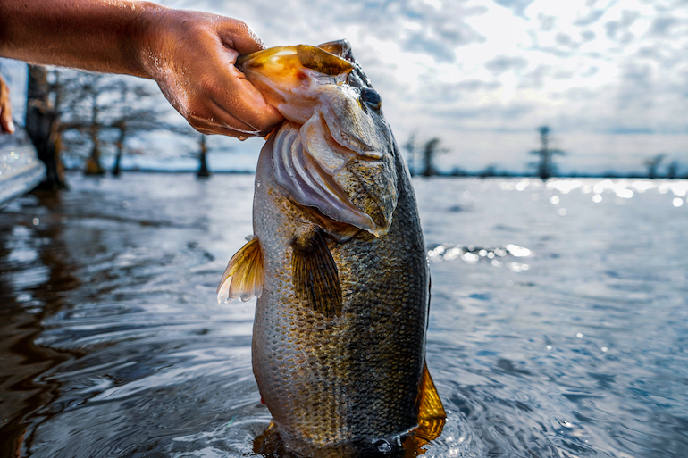 Go Big, Fast or With the Flow for August Largemouths