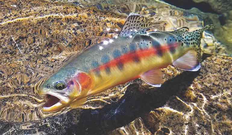 Backcountry Trek for Golden Trout - Game & Fish