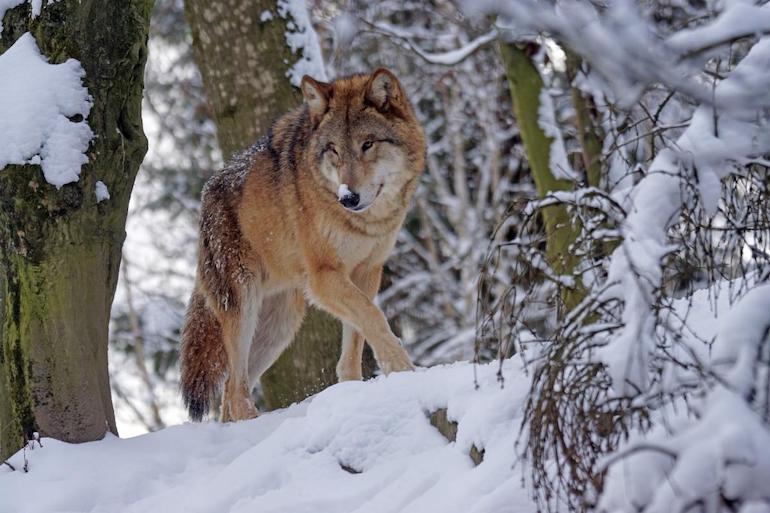 Groups Applaud Gray Wolf Recovery, Delisting as Threatened Species