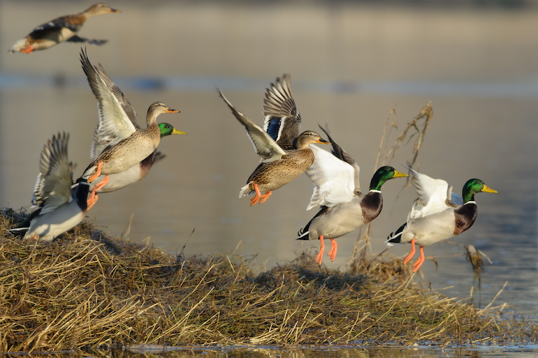 At Issue: Greenbacks for Greenheads (and Other Game)