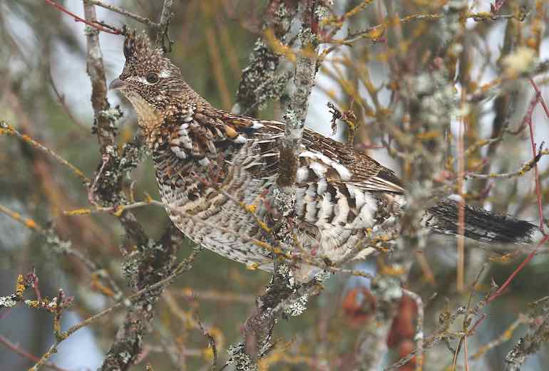 Tips & Tricks for More Eastern Ruffed Grouse this Season