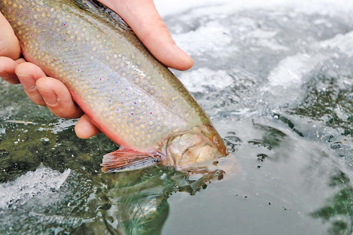 Try Hardwater Trout for Change of Pace This Season